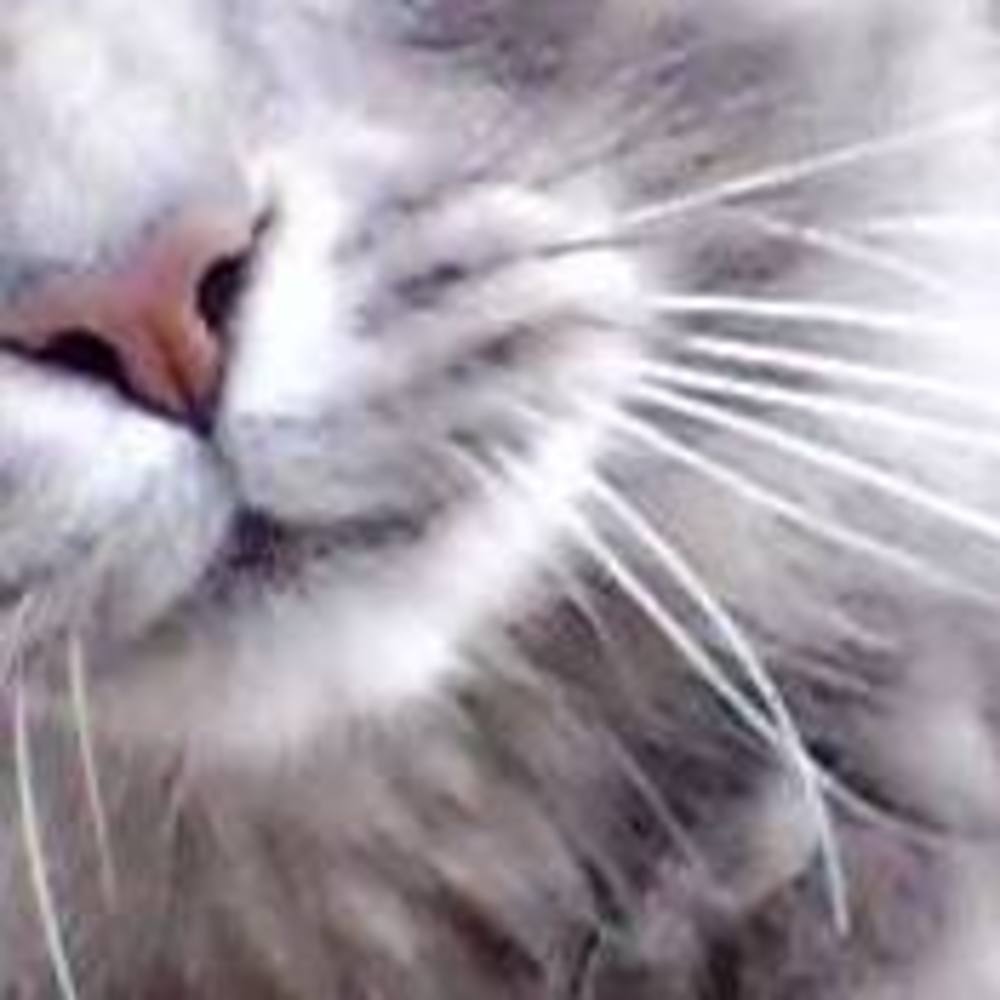 Meet your Posher, Wookie